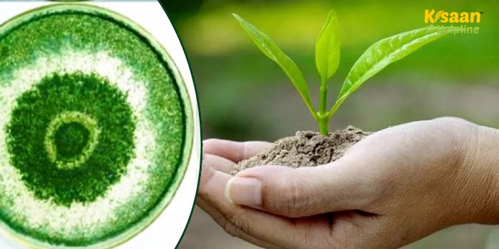 जानिए खेती में ट्राइकोडर्मा का उपयोग, लाभ और सावधानियों के बारे में जानिए खेती में ट्राइकोडर्मा का उपयोग, लाभ और सावधानियों के बारे में